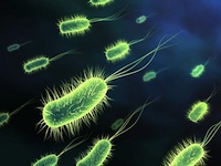 Are you getting enough friendly bacteria?