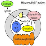 High Fat …. What, Why, How!