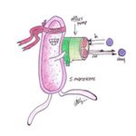 Multiple Drug Resistant Bacteria and Cancer